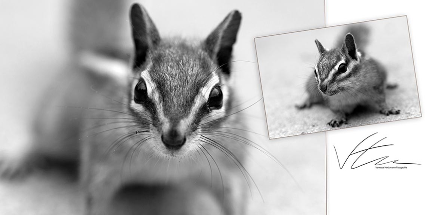 Amerika Chipmunk
