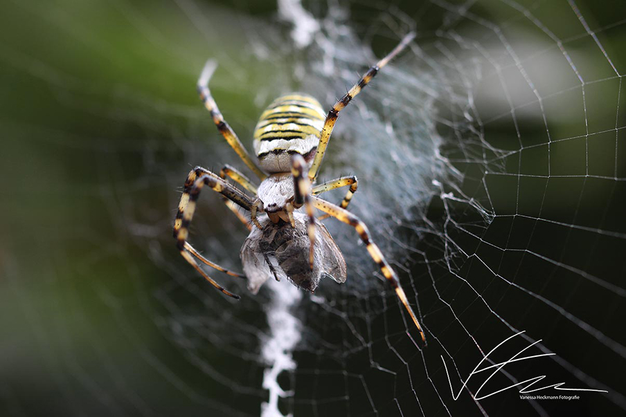 Spinne mit Beute